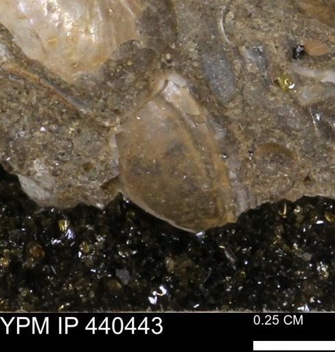 Protocardia subquadrata