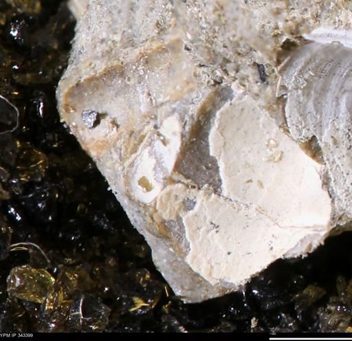 undet. Bivalvia