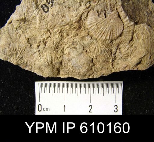 Anoplotheca planoconvexa