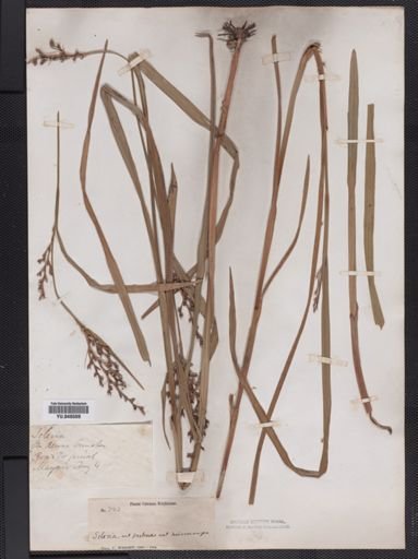 Scleria