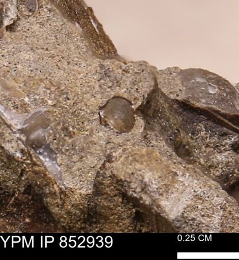 Mollusca?