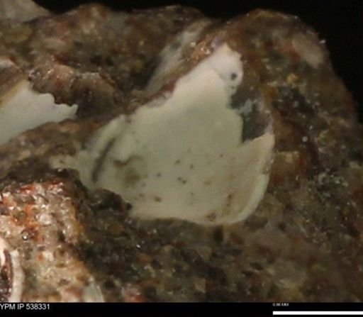 Corbulamella gregaria