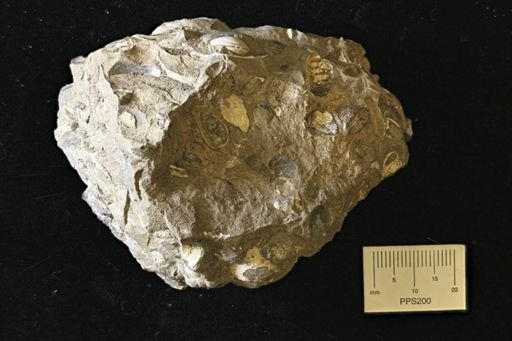 undet. Bivalvia