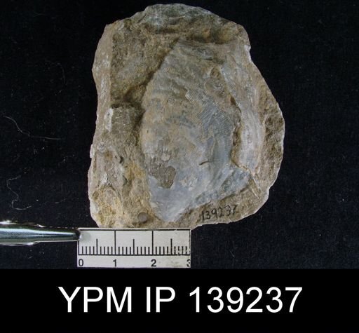 Striatifera mytiloides