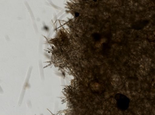 Halichondrida