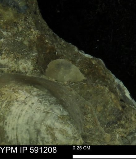 undet. Bivalvia