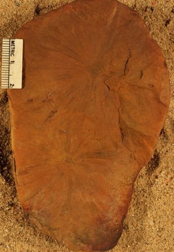 Annularia