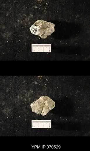 Favosites louisvillensis