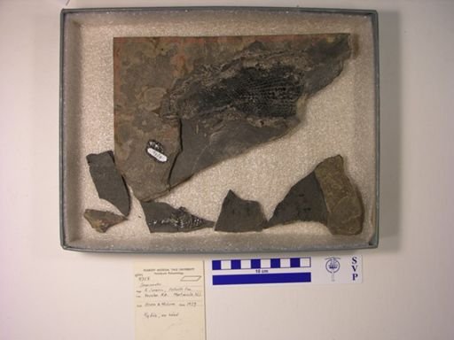 Semionotus sp.