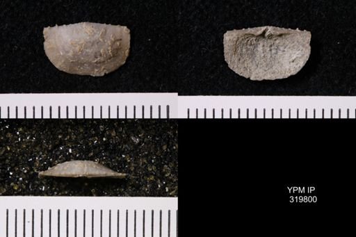 Eolissochonetes keyesi
