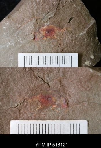 undet. Arthropoda