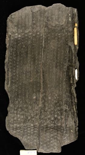Syringodendron cyclostigma