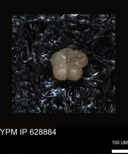 undet. Foraminiferida