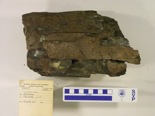 Proboscidea