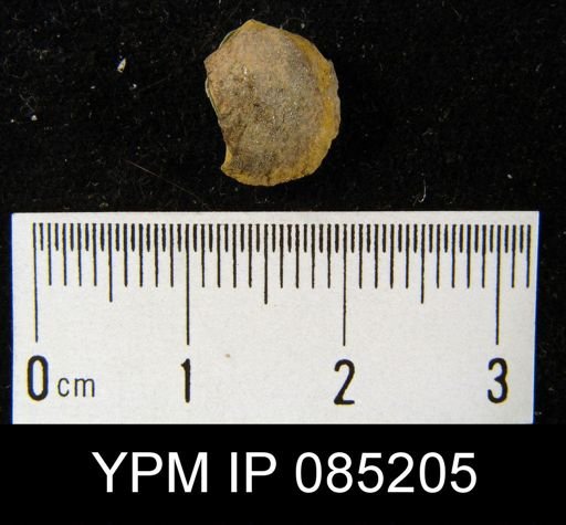 Atrypa reticularis