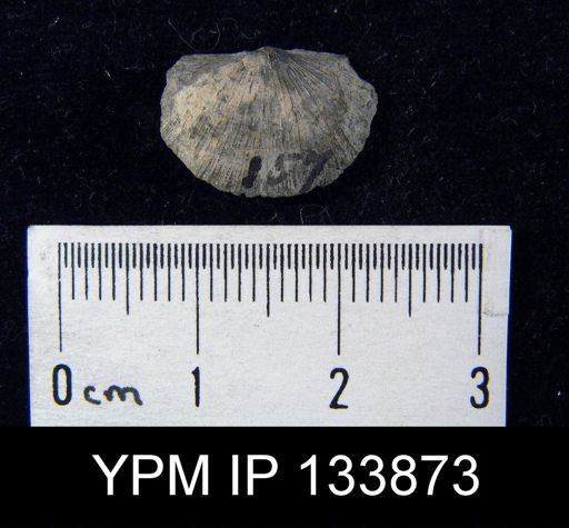 Stropheodonta inaequistriata
