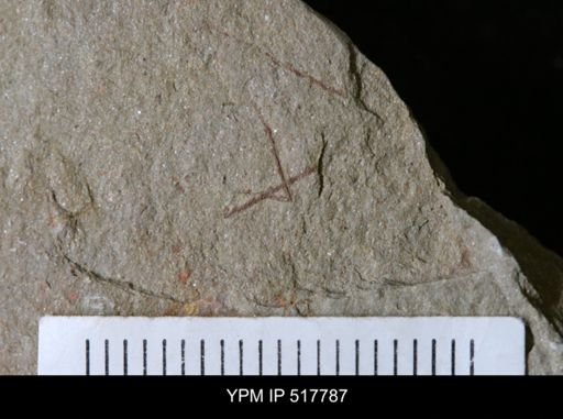 undet. Graptolithina