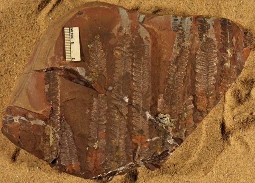 Pecopteris