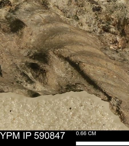 Inoceramus sp.