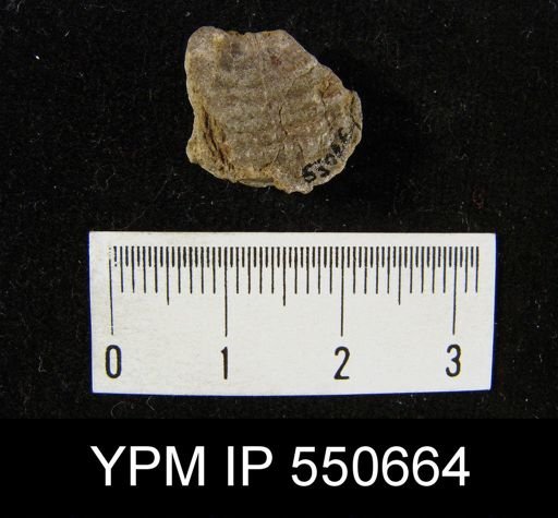 Pustula semipunctata