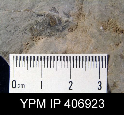 undet. Brachiopoda