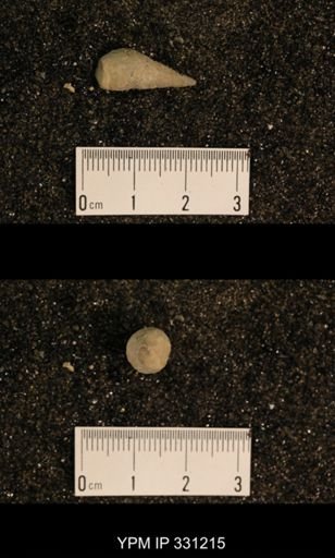 Meekospira sp.