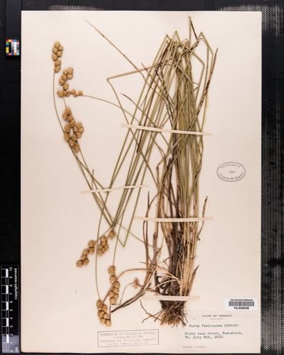 Carex festucacea