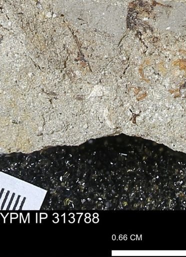 undet. Mollusca