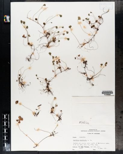 Marsilea