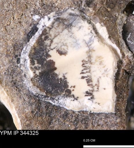 undet. Bivalvia