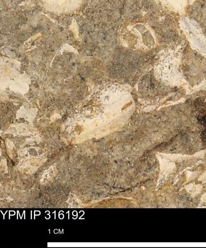 undet. Gastropoda