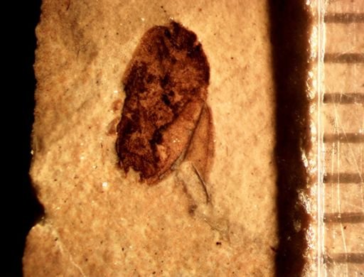 Coleoptera?