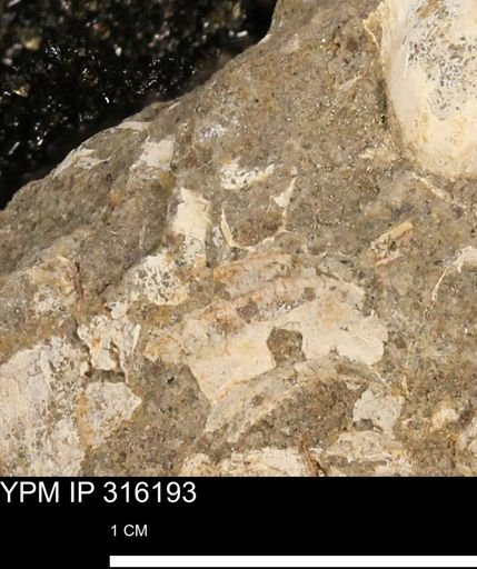 undet. Mollusca