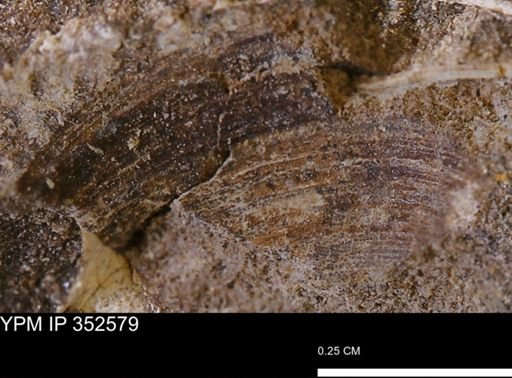 undet. Bivalvia