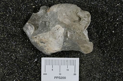 Inoceramus barabini