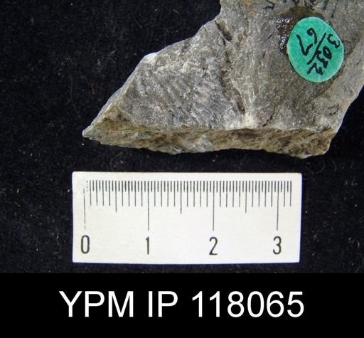 Atrypa reticularis