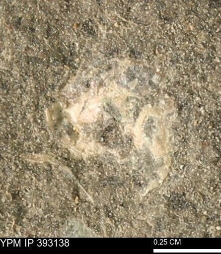 Scaphites sp.