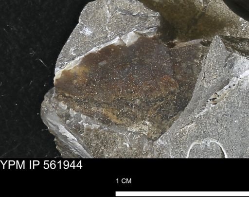 undet. Bivalvia