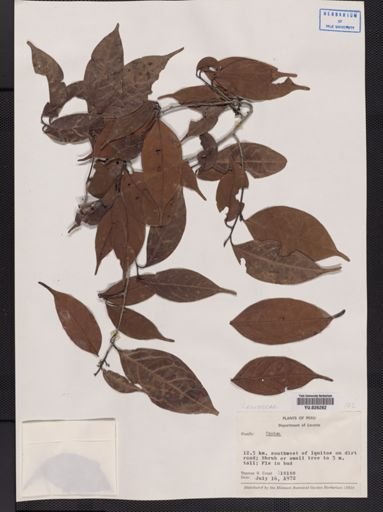 Ocotea