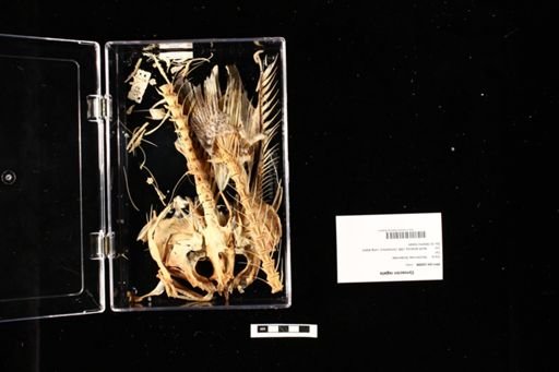 Cynoscion regalis