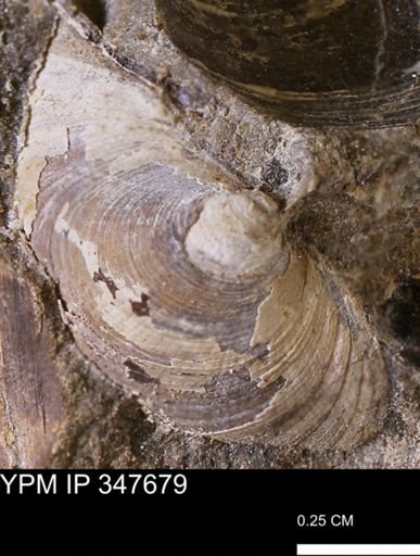 Limopsis striatopunctatus