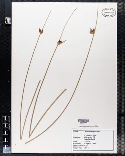 Schoenoplectus torreyi