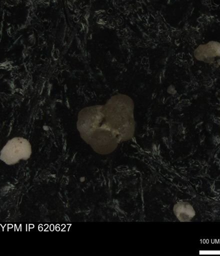 undet. Foraminiferida