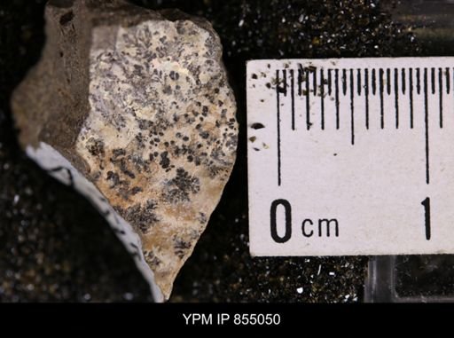 undet. Scaphitidae