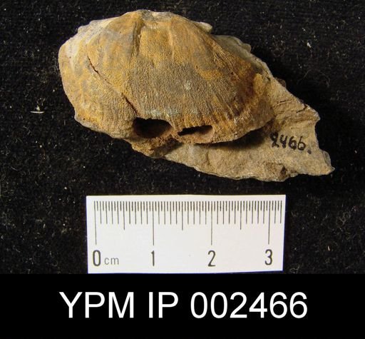 Leptaena sp.