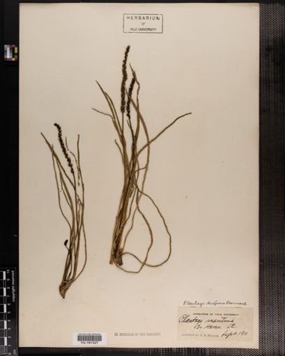 Plantae