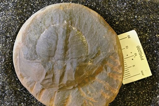 Euproops danae