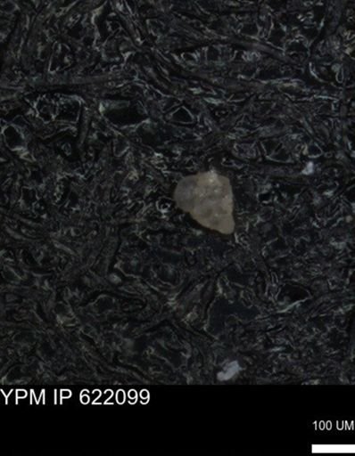 undet. Heterohelicidae