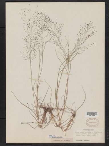 Eragrostis capillaris