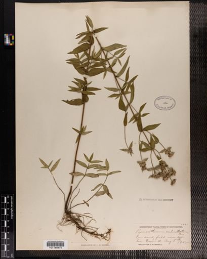 Plantae